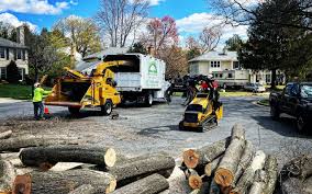 Why Choose Our Tree Removal Services in Colonial Heights, VA?