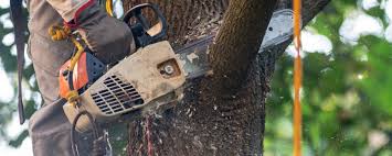 Best Fruit Tree Pruning  in Colonial Heights, VA