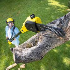 Best Tree Maintenance Programs  in Colonial Heights, VA