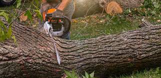 Best Tree Health Inspection  in Colonial Heights, VA