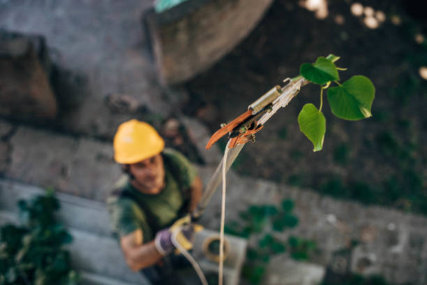 Best Tree Trimming and Pruning  in Colonial Heights, VA