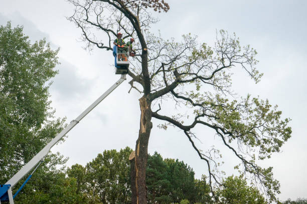 Best Storm Damage Tree Cleanup  in Colonial Heights, VA