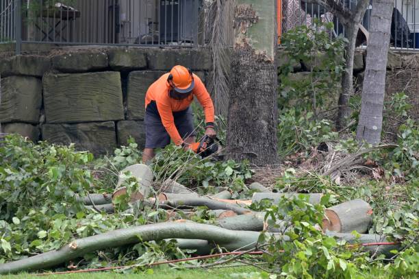 Best Tree Removal Service  in Colonial Heights, VA