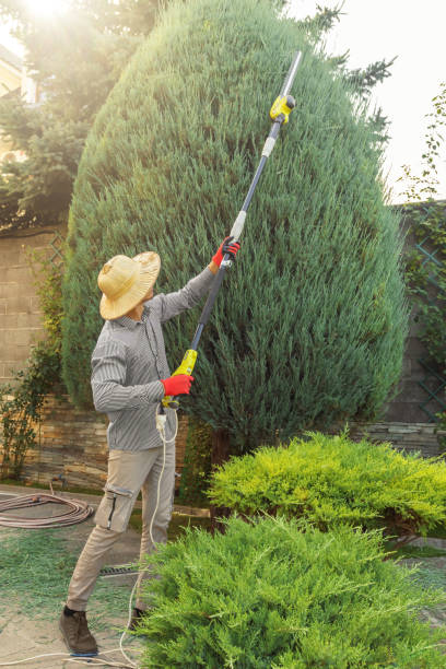 Best Tree Preservation Services  in Colonial Heights, VA