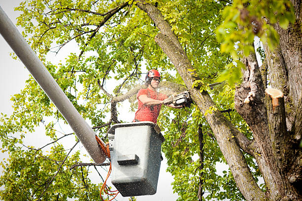 Professional  Tree Services in Colonial Heights, VA